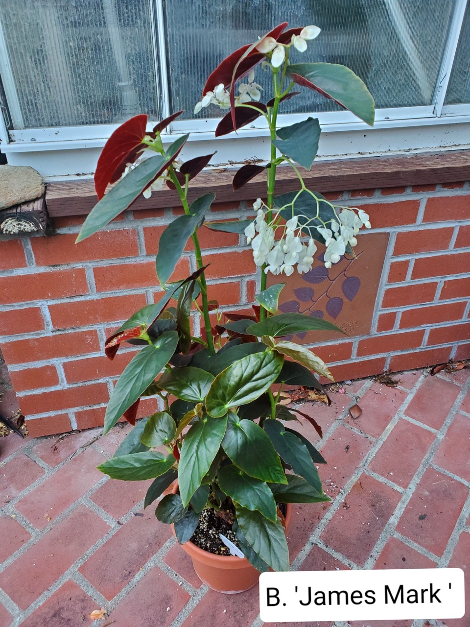 B. ‘James Mark’